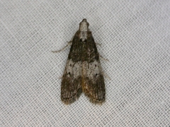 Aphomia baryptera