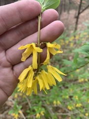 Forsythia viridissima