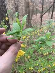 Forsythia viridissima
