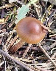Psilocybe tasmaniana