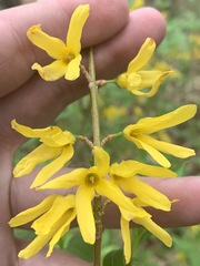 Forsythia viridissima