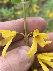 Forsythia viridissima