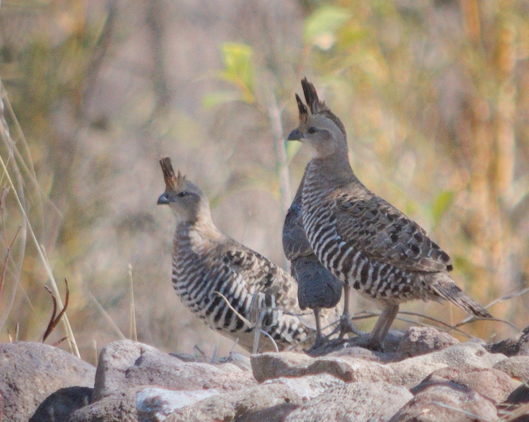 Banded Quail (Philortyx fasciatus), photo 9