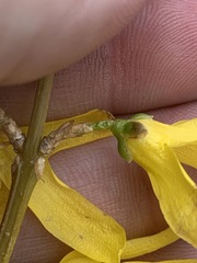 Forsythia viridissima