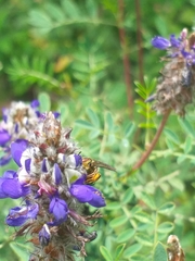 Neocorynura