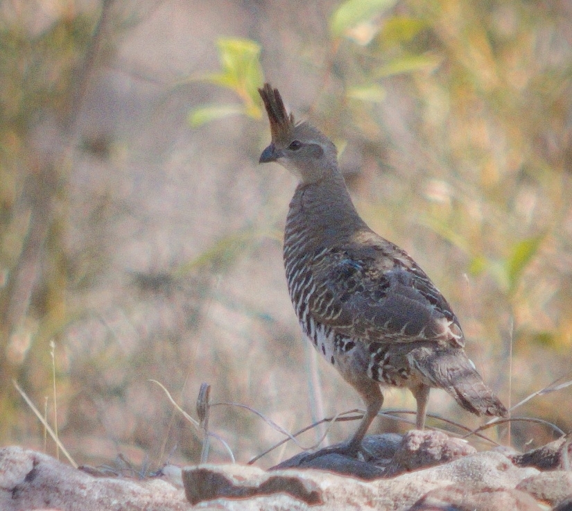 Banded Quail (Philortyx fasciatus), photo 10