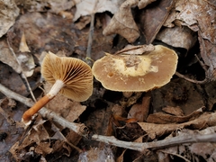 Meottomyces dissimulans