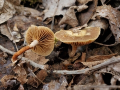 Meottomyces dissimulans