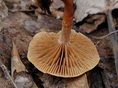 Meottomyces dissimulans