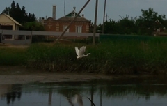 Ardea alba