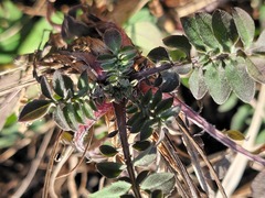 Centaurea stoebe australis