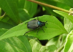 Strigoderma sulcipennis