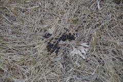 Odocoileus virginianus