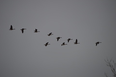 Branta canadensis