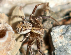Xysticus ferox