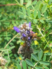 Neocorynura