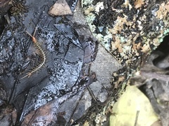 Hemiscolopendra marginata