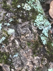 Hemiscolopendra marginata