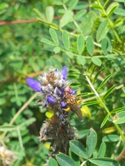 Neocorynura