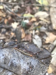 Hemiscolopendra marginata