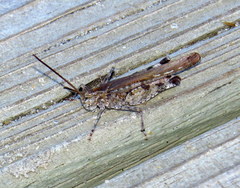 Psinidia fenestralis