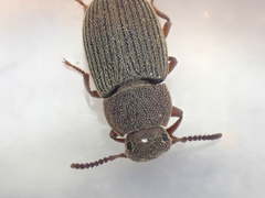 Blapstinus sulcatus