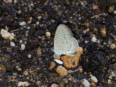 Zizula hylax pygmaea