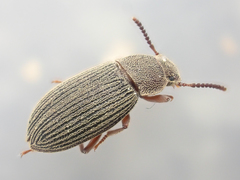 Blapstinus sulcatus