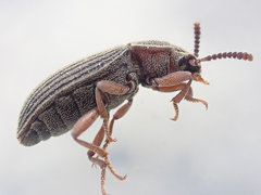Blapstinus sulcatus