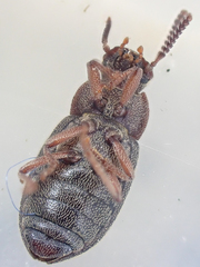 Blapstinus sulcatus