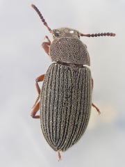 Blapstinus sulcatus