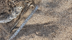 Spheniscus magellanicus