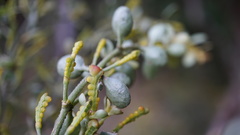 Dendrophthora clavata