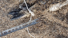 Spheniscus magellanicus