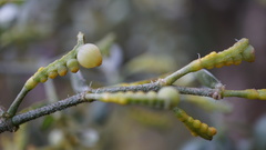 Dendrophthora clavata