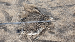 Spheniscus magellanicus