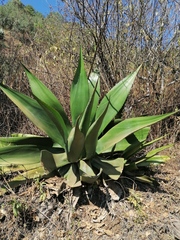 Agave atrovirens atrovirens