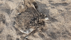 Spheniscus magellanicus