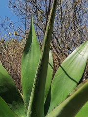 Agave atrovirens atrovirens