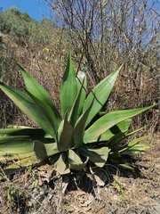 Agave atrovirens atrovirens