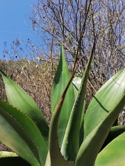 Agave atrovirens atrovirens