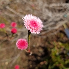 Actinodium cunninghamii