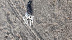 Spheniscus magellanicus