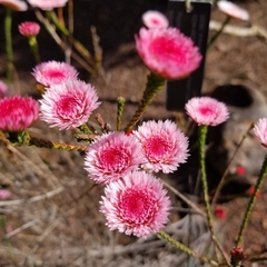 Actinodium cunninghamii