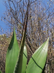 Agave atrovirens atrovirens