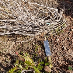 Actinodium cunninghamii