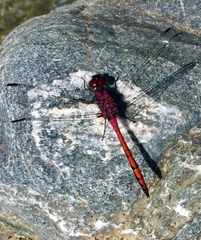 Trithemis lilacina