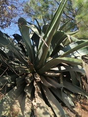 Agave atrovirens atrovirens