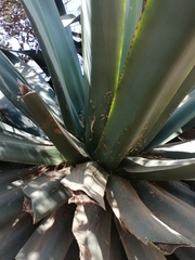 Agave atrovirens atrovirens