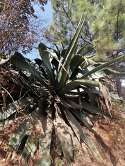 Agave atrovirens atrovirens